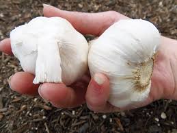 How To Plant Garlic