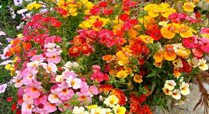 Мраморната флорида е, както и някои цъфтящи цветя за южна тераса и зеленчуци. Krasiv I Cveten Balkon Eto Nyakolko Lesni Za Gledane I Krasivi Cvetya Bg Life Club