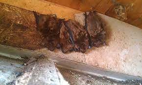 danger and uses of bat guano