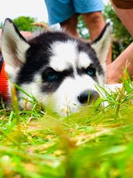 Since miniature huskies are bred purely for the allure of having a bringing home a miniature husky puppy is definitely pricey, but you also need to factor in the cost of. Husky Puppies For Sale Mn