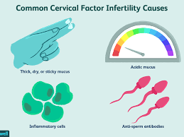 Cervical mucus after implantation is not regarded as a symptom of pregnancy. No Cervical Mucus Learn Why And What To Do