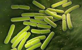 E. coli w moczu – co oznacza bakteria Escherichia coli w moczu i jak leczyć  zakażenie? - wylecz.to