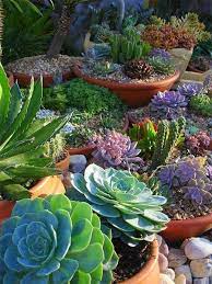 create a succulent garden