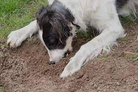 Why Is My Dog Eating Dirt