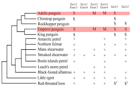 Penguins Cant Taste Ice Cream So Says Science Slashgear