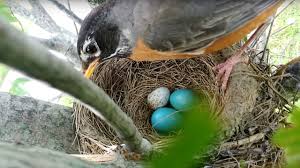 american robin rejects a cowbird egg