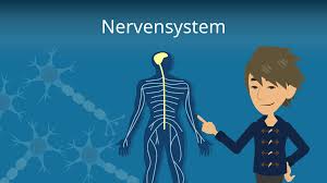Das nervensystem (lateinisch systema nervosum) umfasst die gesamten nervenzellen und gliazellen eines organismus im gemeinsamen zusammenhang. Nervensystem Mensch Aufbau Und Unterteilung Mit Video Mit Video Mit Video