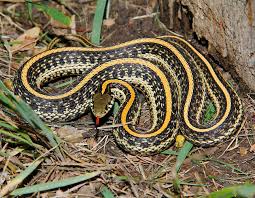 This is one of the most the blackneck has a distribution throughout much of texas and arizona, but itis the eastern subspecies. Plains Gartersnake Plains Garter Snake Mdc Discover Nature