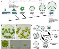 Volvox And Volvocine Algae A Cladogram Of Selected