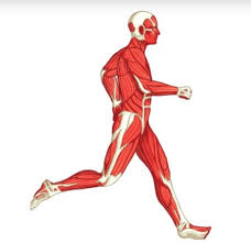 Test your knowledge on this science quiz and compare your score to others. What Are The Major Muscles Of The Human Body Answered Twinkl Teaching