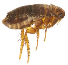use diatomaceous earth for fleas