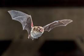 how to get rid of bats and keep them