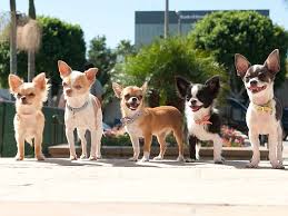 chihuahuas in beverly hills pet