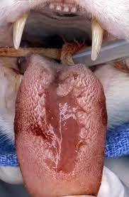 ulcerative glossitis caused by