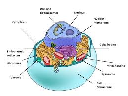 Look at the following diagrams of different animal cells.why do they have different structures? Animal And Plant Cells And Organelles Animal Cell