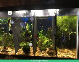 We used a 10 gallon tank for this project. What You Need To Know About Divided Tanks Betta Keepers Amino