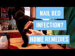 dog nail infection 7 holistic remes
