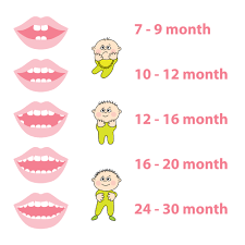 44 Meticulous Baby Teeth Chart Australia