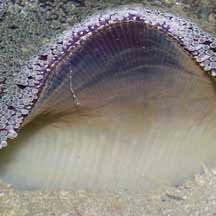 carpet anemone stictyla haddoni