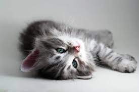 cute kitten images