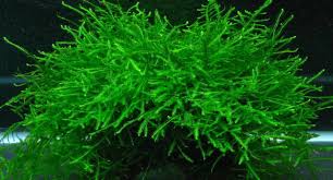 10 to 250g java moss live aquarium