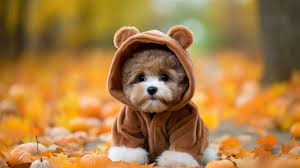 adorable baby dog in halloween costume