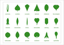 Botany Cabinet Control Chart
