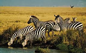 Grevy's zebras live in northern kenya and southern and eastern ethiopia. Zebra Size Diet Facts Britannica