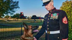 “Paws of Patriotism: The Unparalleled Valor of the British Military’s Canine Heroes” H41