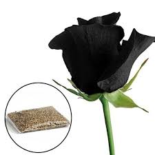 mysterious black rose flower plant