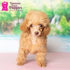 toy poodle puppy in miami