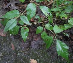 here s how to identify poison ivy and