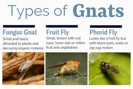 what causes gnats and how to get rid of