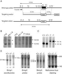 brinp1 gene in es cell and mouse