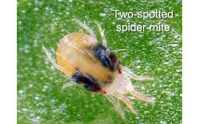 Growroom Pests Spider Mites