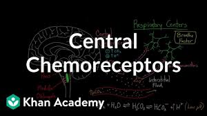Central Chemoreceptors Video Khan Academy