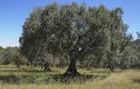 Résultat de recherche d'images pour "L'olivier"