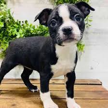 female boston terrier puppy