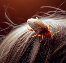 carpet beetles hair a personal