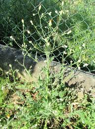 Crepis foetida subsp. rhoeadifolia (M. Bieb.) Čelak.
