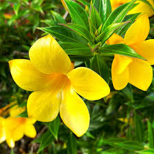 yellow tropical flowers for your garden