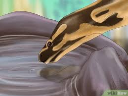 4 ways to care for your ball python