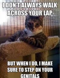 10+ Funny Cat Memes 2015 - Cute Cat Pictures, Photos &amp; Pics via Relatably.com