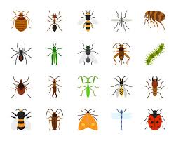 1,869 Cricket Insect Illustrations & Clip Art - iStock