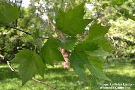 sycamore trees leaves bark types