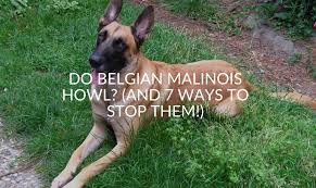 We are dedicated to promoting , preserving and protecting the belgian malinois breed by educating and encouraging quality in the breed and doing. Do Belgian Malinois Howl And 7 Ways To Stop Them Jubilant Pups