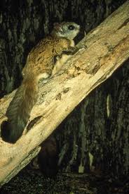 Flying Squirrel Types Diet Habitat