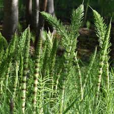 Horsetail is a member of the equisetaceae family; Exquisite Equisetum A Horsetail Tale Ravensong Seeds Herbals