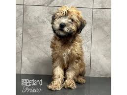 soft coated wheaten terrier small