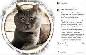 Коты в Инстаграм: самые крутые профили